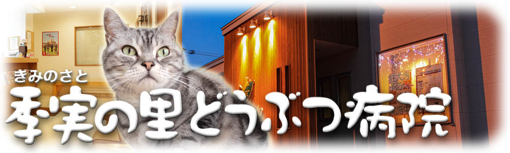 G̗ǂԂa@